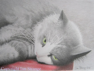 Drawing demo of Bella the cat